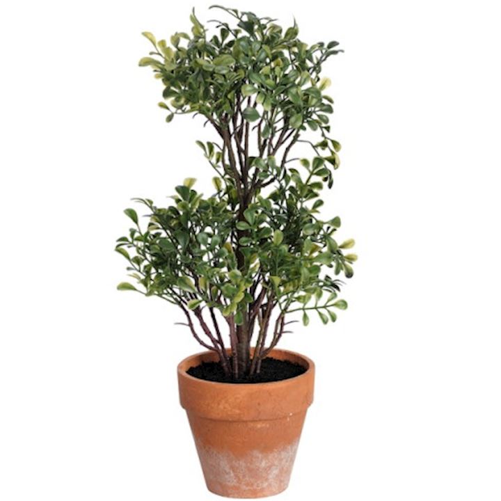 SPECIAL...PLANT IN POT 13.5inch  (MOQ 2)