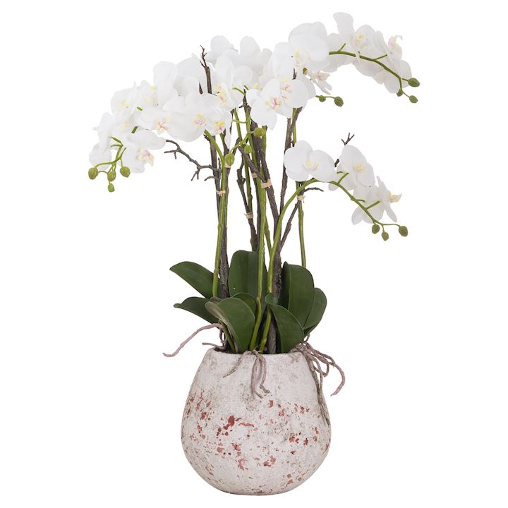 LARGE WHITE ORCHID WITH ROOTS IN STONE POT 60x60x76cm