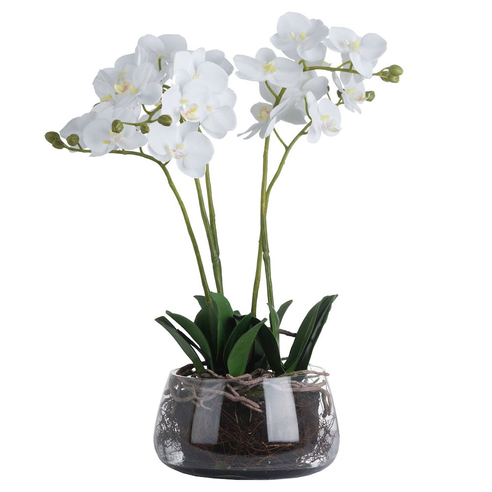 WHITE ORCHID IN GLASS POT 21x21x61cm