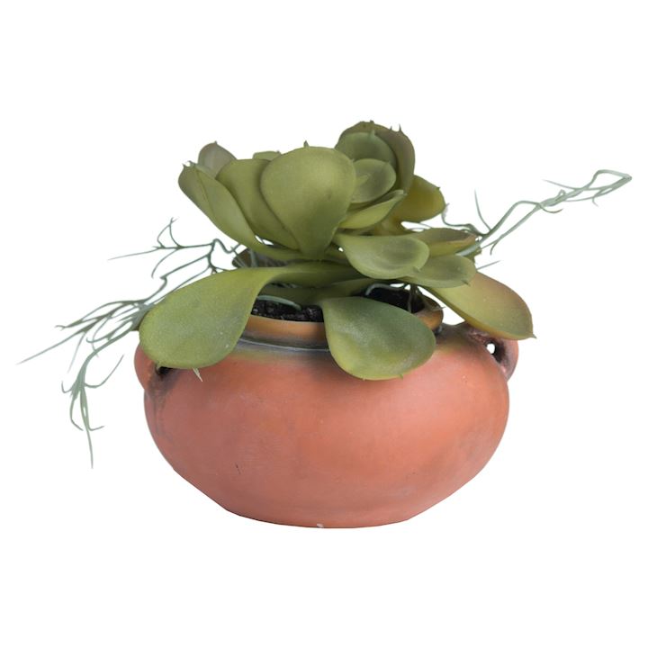 POTTED SUCCULENT WITH ROOTS