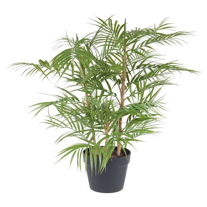 ARECA PALM PLANT 80cm