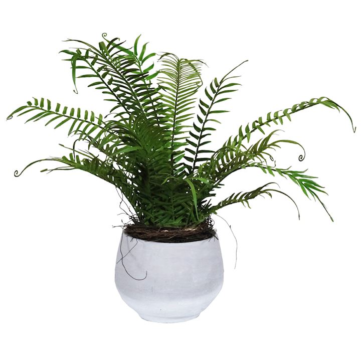 POTTED FERN 48cm