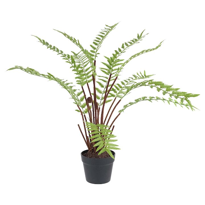 POTTED FERN 75cm