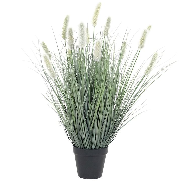 MATSUTAKE ONION GRASS BONSAI 60cm