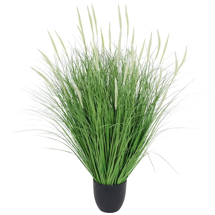 DOGTAIL ONION GRASS BONSAI 81cm