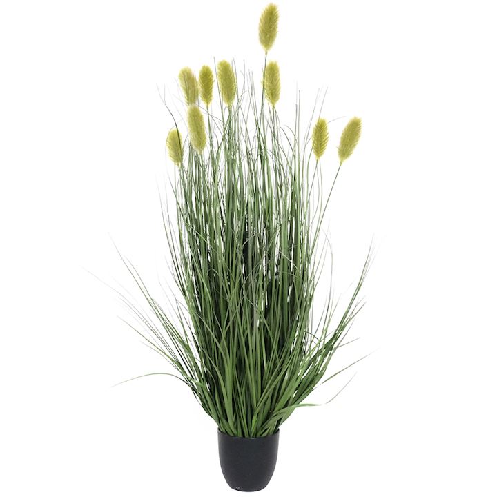 DIPSSCUS SATIVUS ONION GRASS BONSAI 100cm