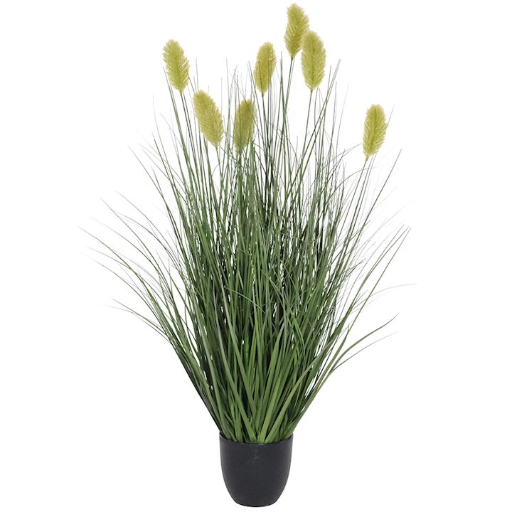 DIPSSCUS SATIVUS ONION GRASS BONSAI 90cm