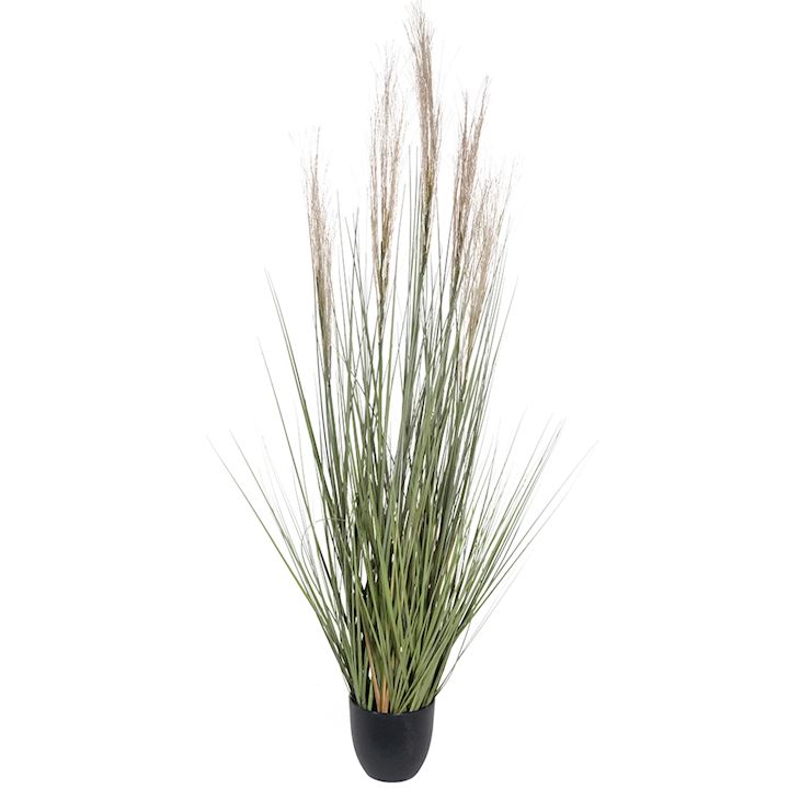 THREAD REED ONION GRASS BONSAI 120cm