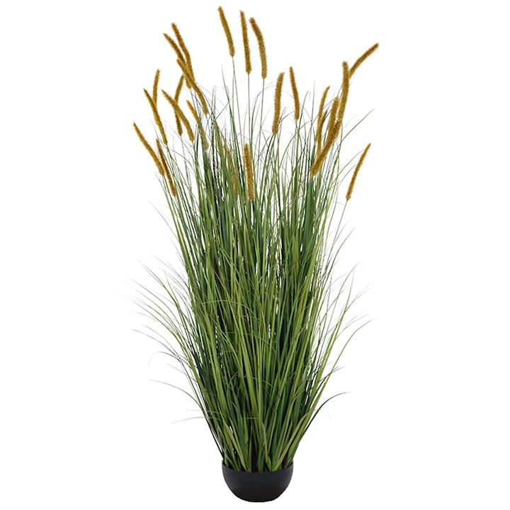 DOGTAIL ONION GRASS BRANCH 150cm