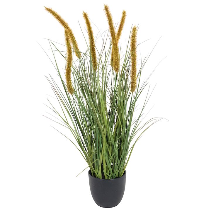 DOGTAIL ONION GRASS BONSAI WITH POT 60cm